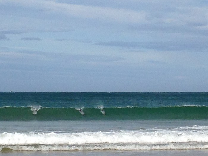 Dolphins at Curio Bay