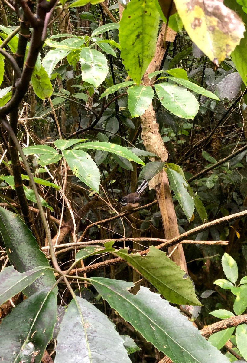 Piwakawaka fantail bird in a forest