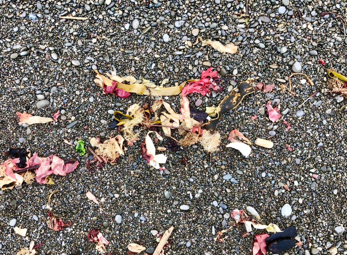 colourful seaweed on stony beach, Kaikoura Coast Track